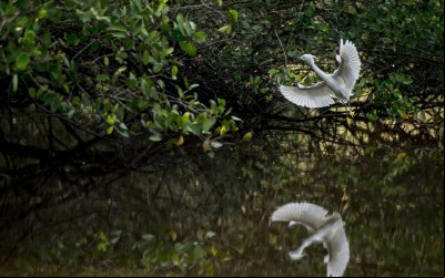 Projeto Sou do Mangue abre inscrições para primeiro Ecoclube de Cachoeiras de Macacu, RJ.