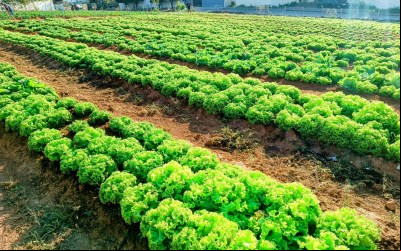 Projeto 'Mãos à Horta' é exemplo de sustentabilidade e união em Itaperuna, RJ.